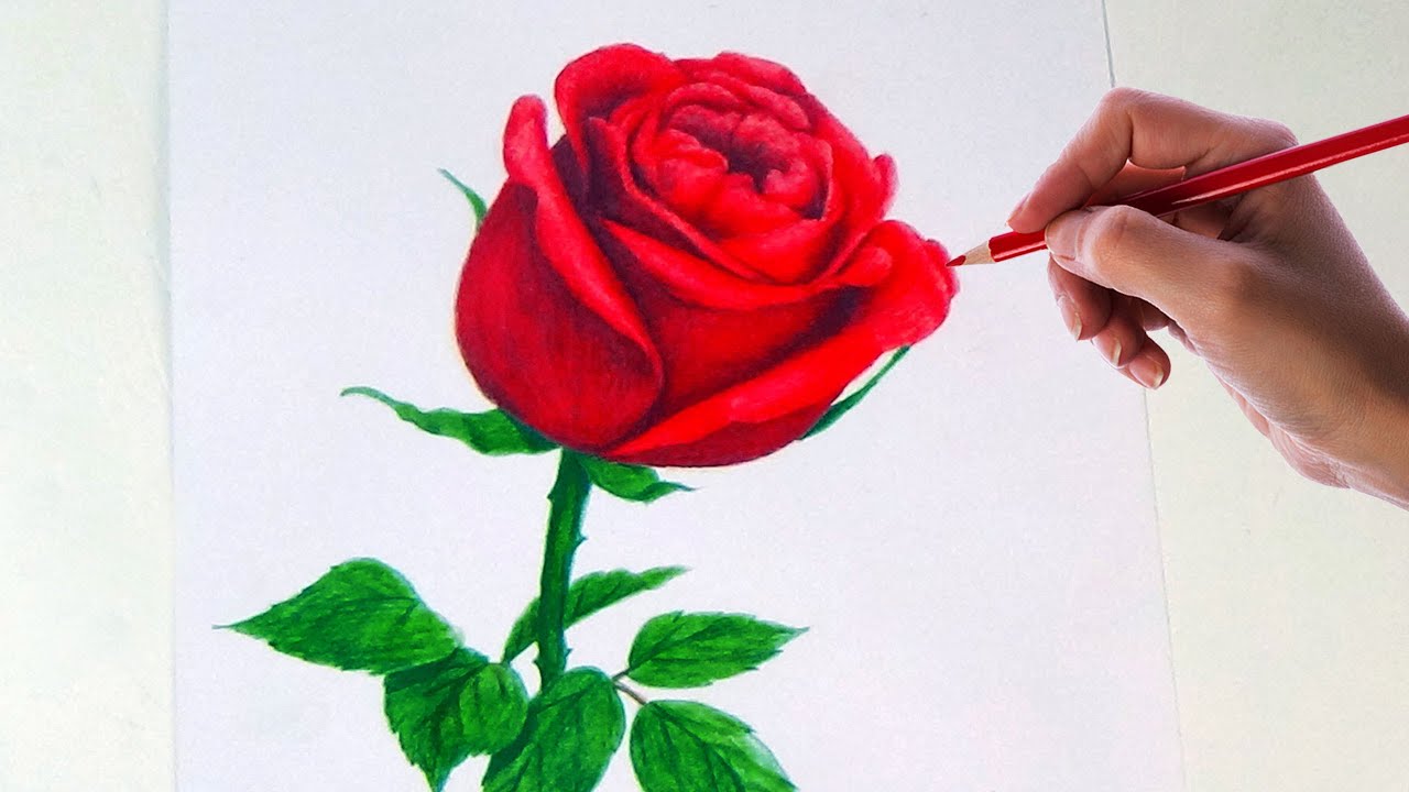 1280x720 Drawing A Rose Flower With Simple Colored Pencils - Simple Rose Flower Drawing