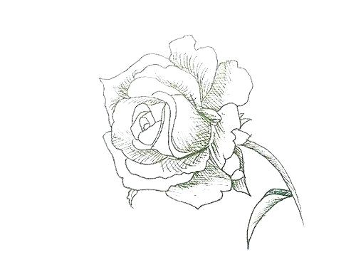 500x375 rose drawing simple simple rose drawing how to draw a rose - Simple Rose Line Drawing