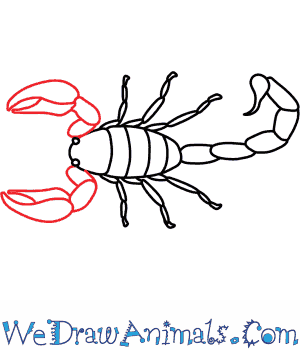 300x350 How To Draw A Scorpion - Simple Scorpion Drawing