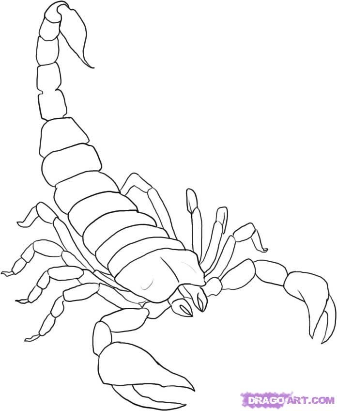 696x848 how to draw a scorpion step tutorial away drawings, scorpion - Simple Scorpion Drawing