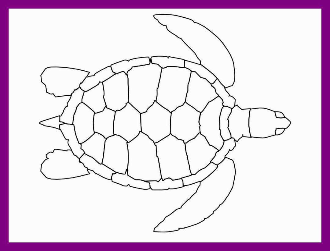 Simple Sea Turtle Drawing at Explore