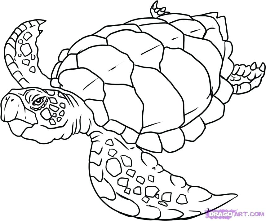 858x714 Simple Sea Turtle Coloring Pages For Kids Adults In Turtles - Simple Sea Turtle Drawing