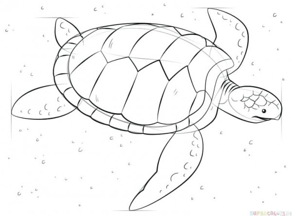 600x445 Simple Turtle Drawing - Simple Sea Turtle Drawing