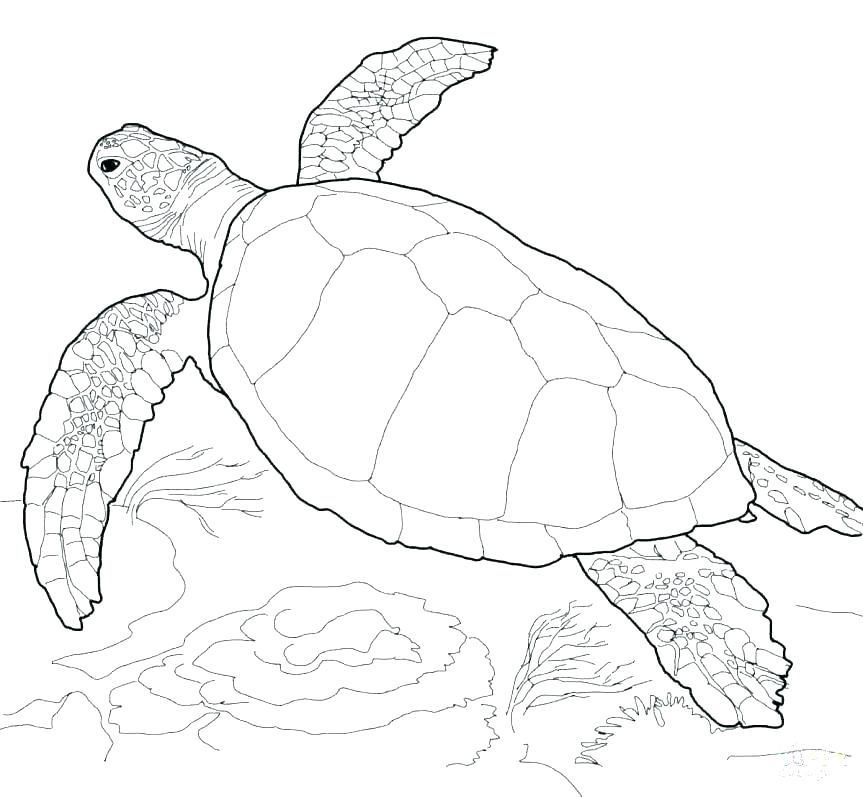 863x797 turtle drawing outline coloring simple turtle drawing outline - Simple Sea Turtle Drawing