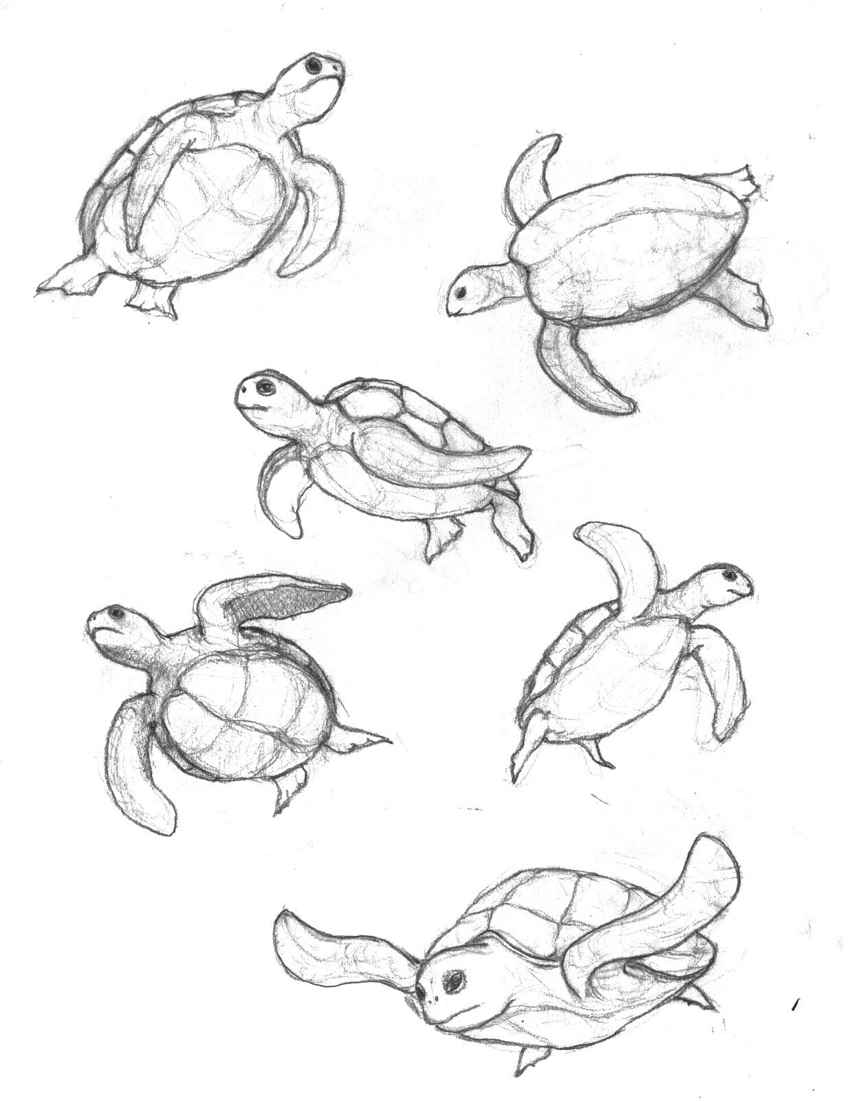 1236x1600 turtle sketch related simple sea turtle drawing tribal sea - Simple Sea Turtle Drawing