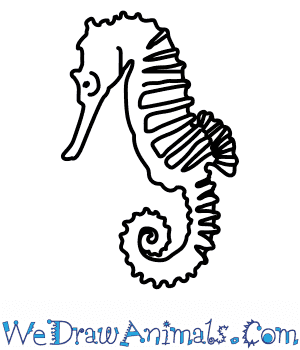 300x350 How To Draw A Seahorse - Simple Seahorse Drawing
