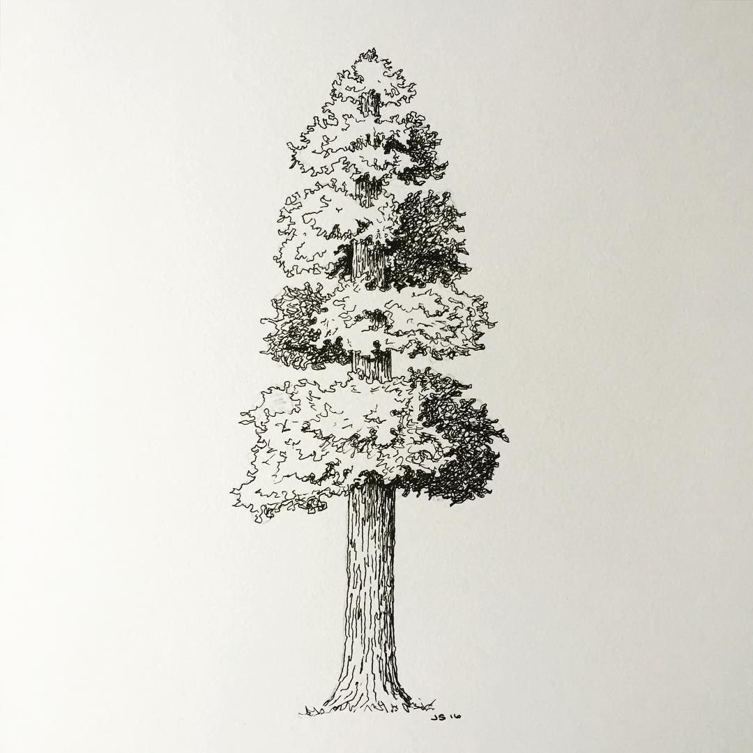 Simple Sequoia Tree Drawing at Explore collection