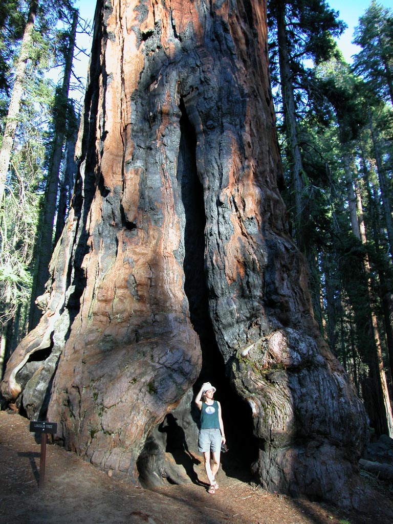 768x1024 Sequoiadendron Giganteum - Simple Sequoia Tree Drawing