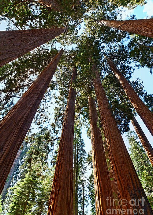 500x700 Skyscrapers - Simple Sequoia Tree Drawing