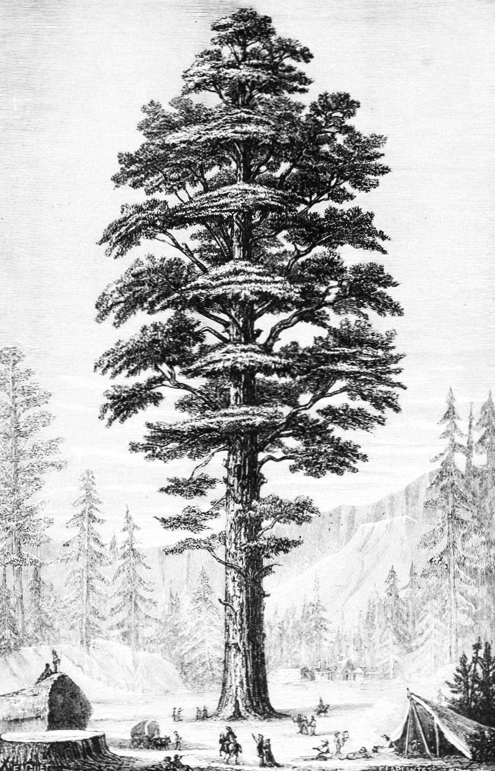 1677x2613 The Illustration Of Giant Sequoia - Simple Sequoia Tree Drawing