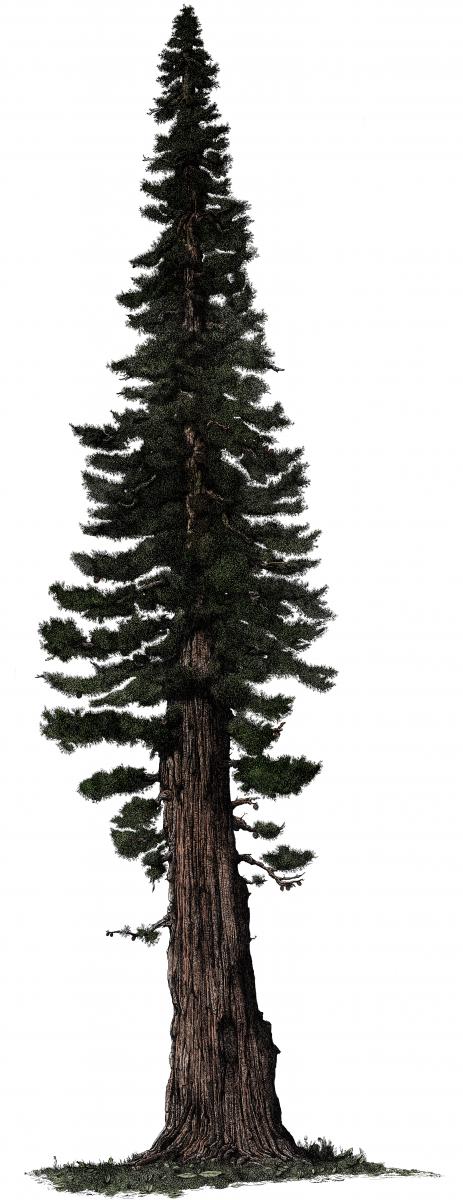 463x1200 Thibaud Herem - Simple Sequoia Tree Drawing