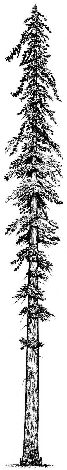 229x1600 Vancouver Island Big Trees More Big Tree Art - Simple Sequoia Tree Drawing