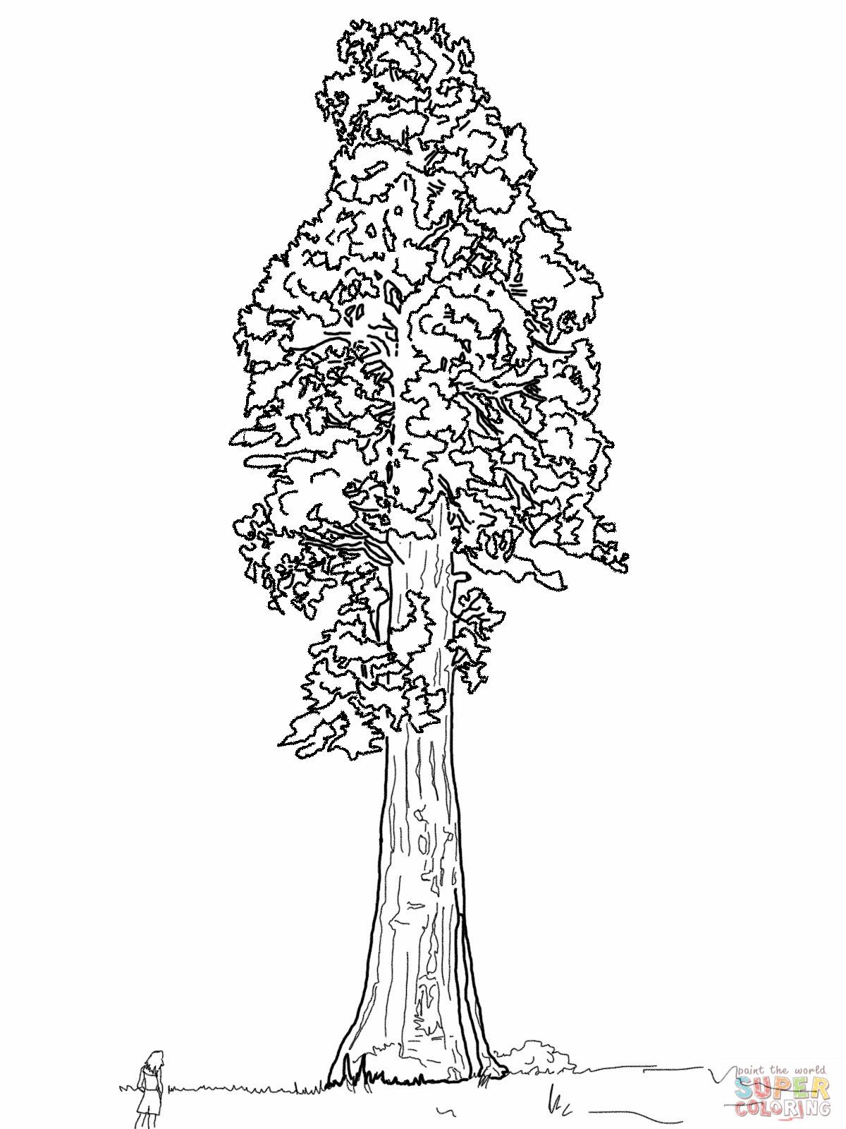 Simple Sequoia Tree Drawing at Explore collection