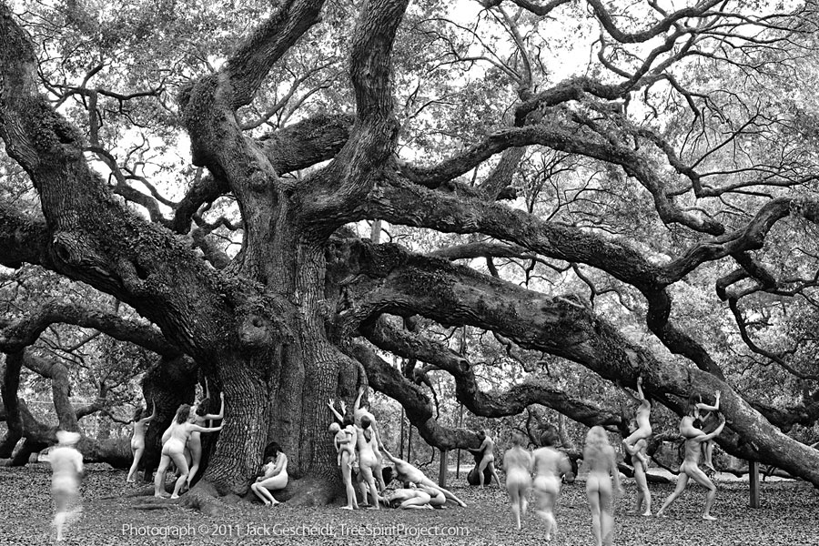 900x600 giant sequoias experience retreats treespirit project - Simple Sequoia Tree Drawing