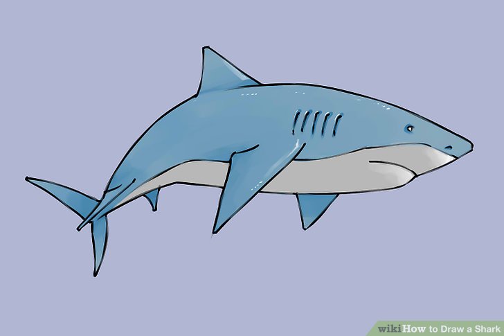 Simple Shark Drawing