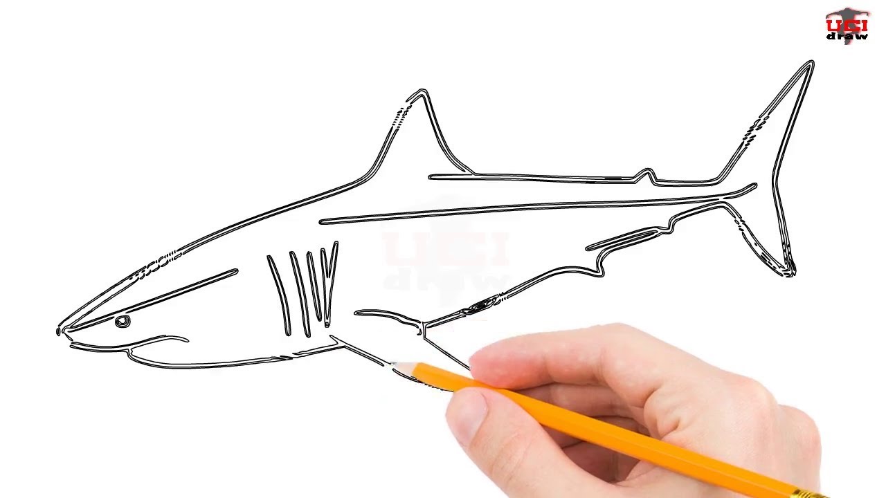 1280x720 How To Draw A Great White Shark Step - Simple Shark Drawing