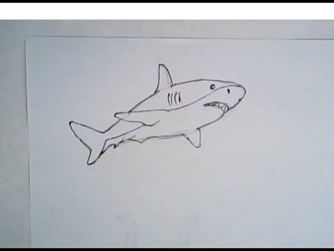 480x360 How To Draw A Great White Shark - Simple Shark Drawing