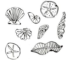 Simple Shell Drawing