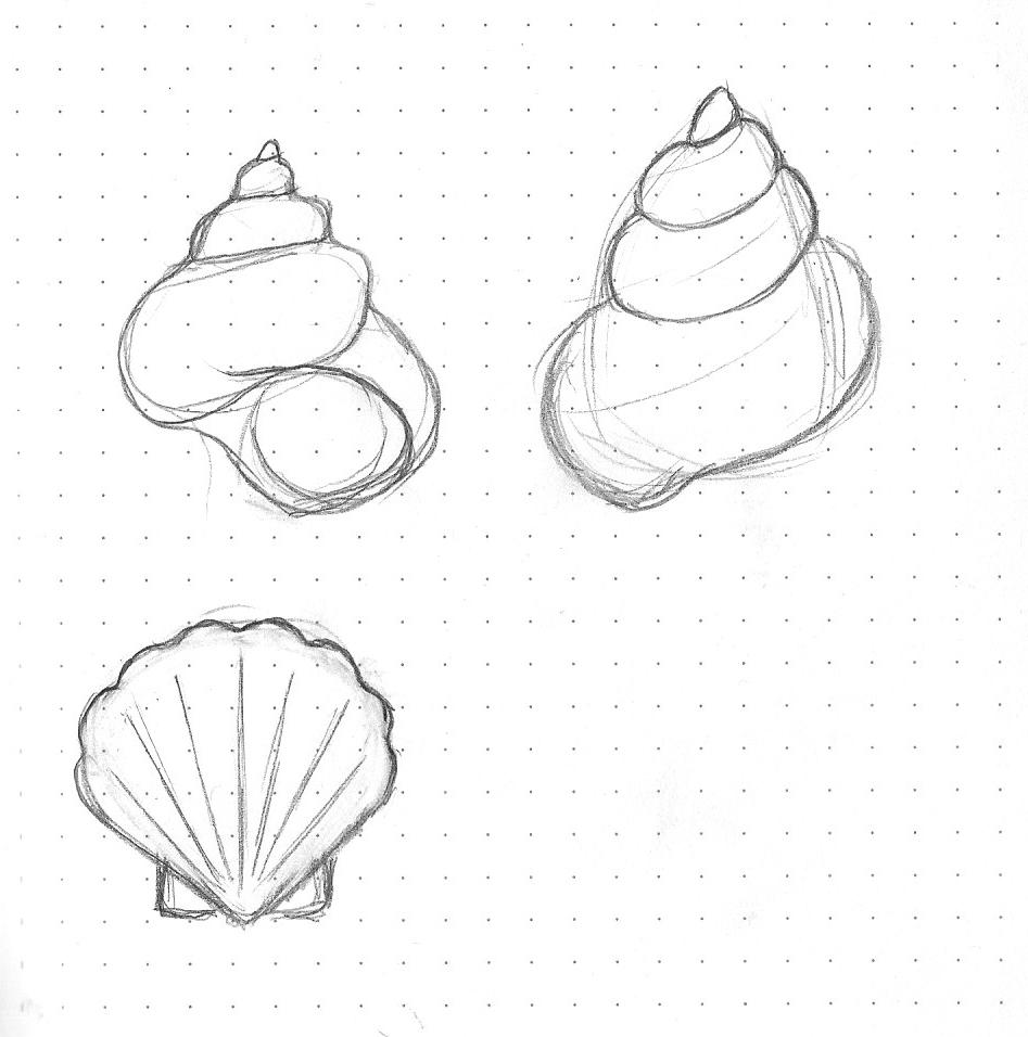 Simple Shell Drawing at PaintingValley.com | Explore collection of