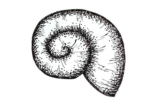 500x346 Pictures Of How To Draw A Shell - Simple Shell Drawing