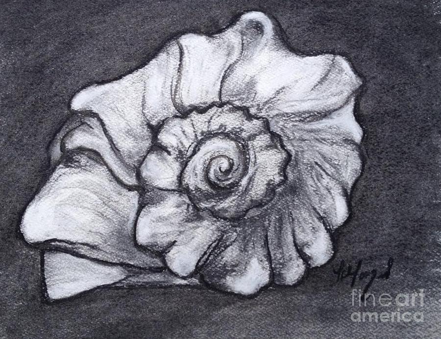 900x692 Simple Shell Drawing - Simple Shell Drawing