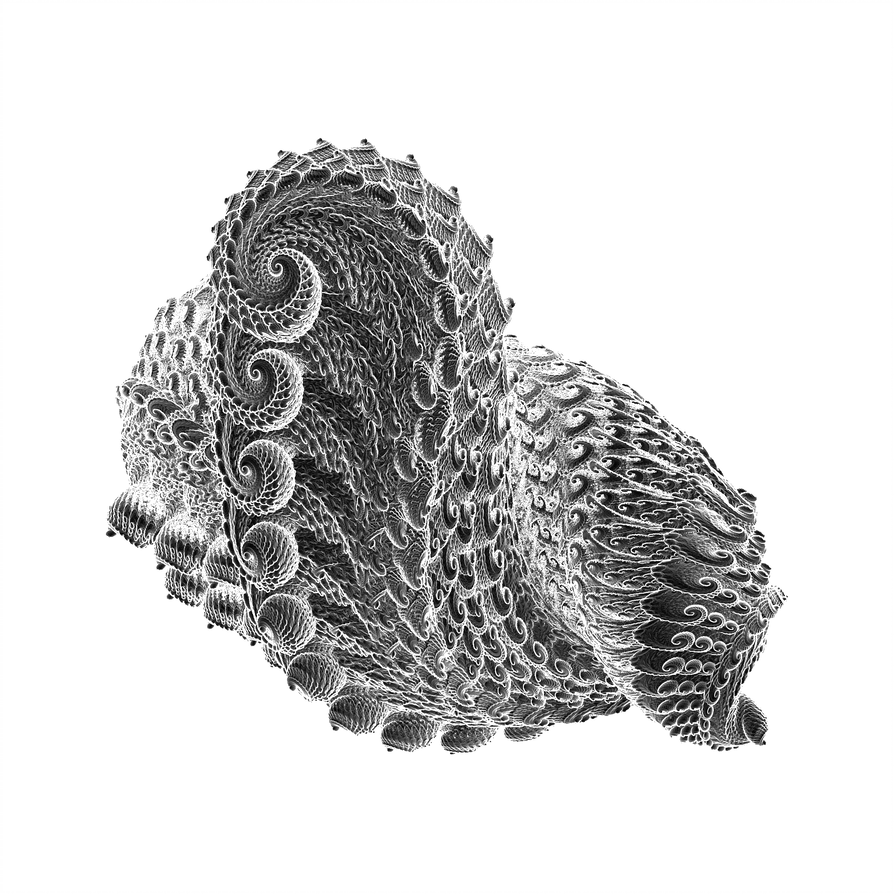 894x894 Simple Shell Drawing - Simple Shell Drawing