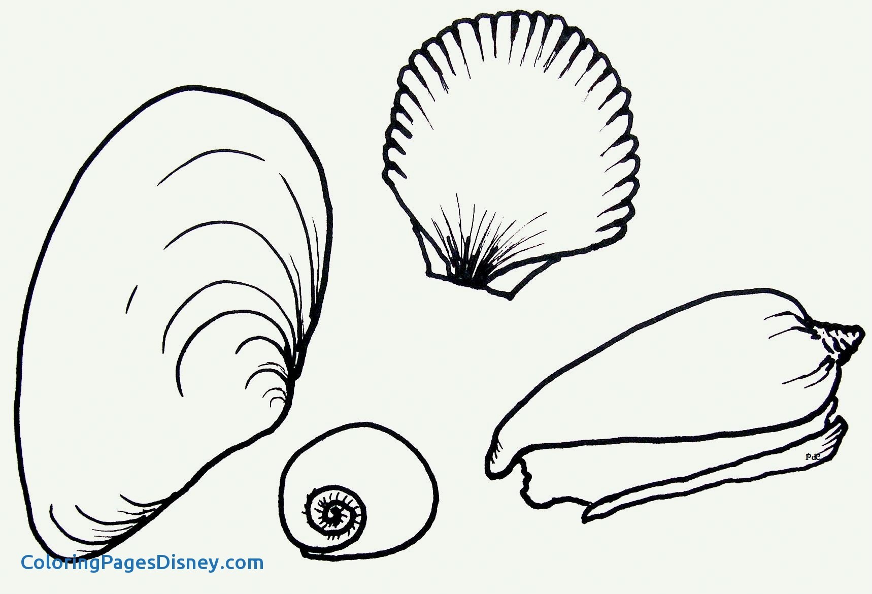 1718x1170 Seashell Drawing Simple For Free Download - Simple Shell Drawing