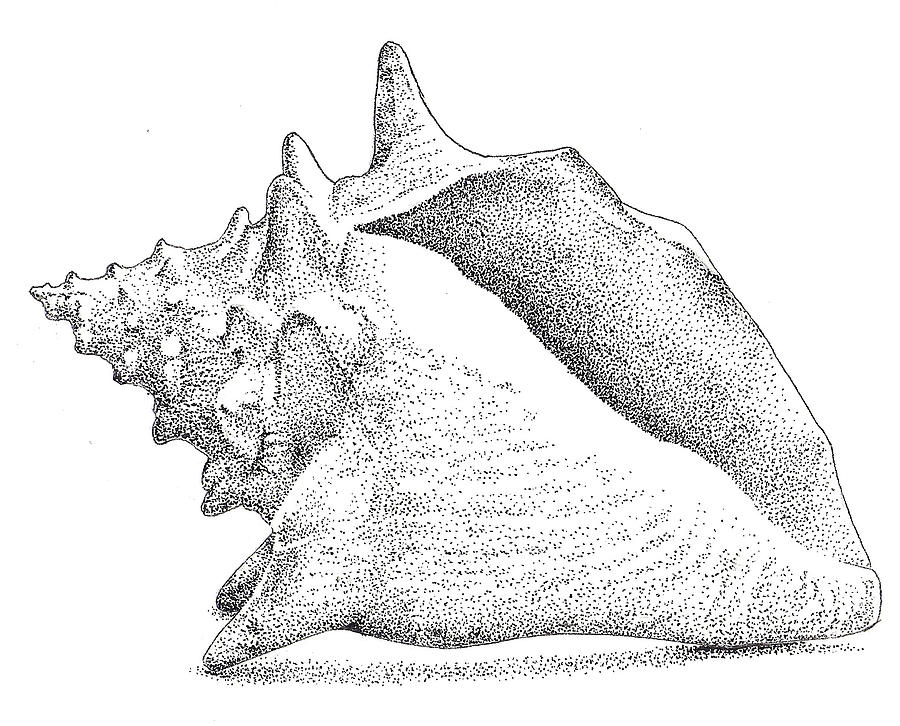 900x726 Conch Shell Drawing - Simple Shell Drawing