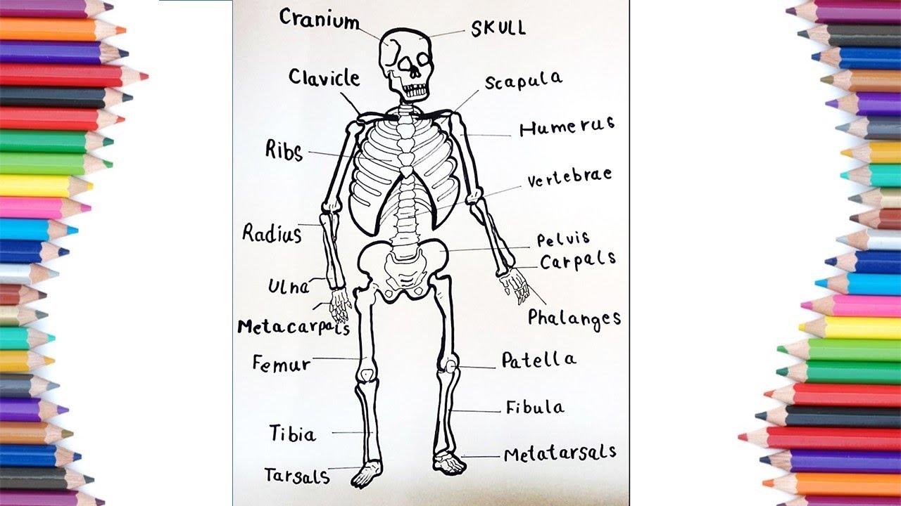 1280x720 how to draw human skeleton with the names of its parts for kids - Simple Skeleton Drawing