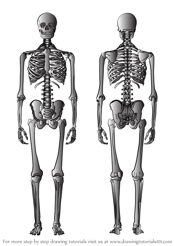 565x800 Learn How To Draw A Skeleton - Simple Skeleton Drawing