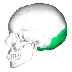 250x250 Occipital Bone - Simple Skull Side Drawing
