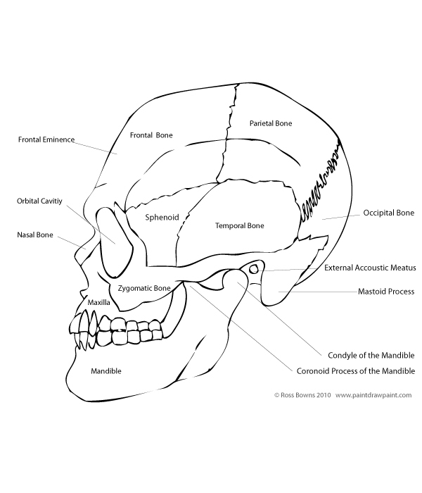 600x700 Paint Draw Paint, Learn To Draw Drawing Basics Anatomy Of The Skull - Simple Skull Side Drawing