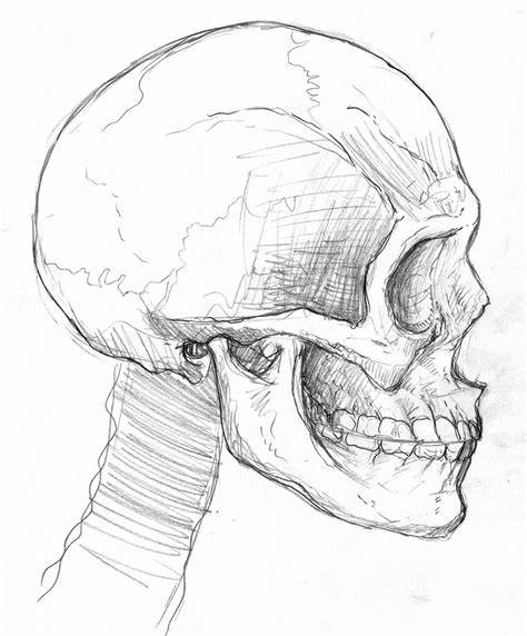 474x572 Simple Skull Side Drawing Gtgt - Simple Skull Side Drawing