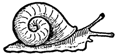 375x182 How To Draw Snails With Simple Step - Simple Snail Drawing