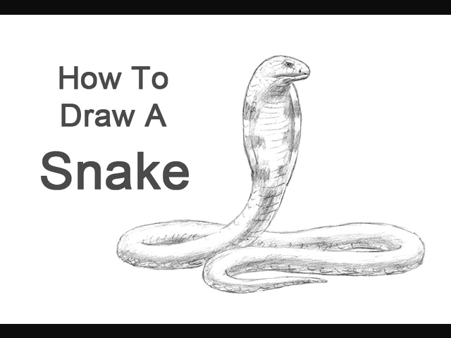 640x480 How To Draw A King Cobra Easy Ways To Draw A Simple Snake Step - Simple Snake Drawing