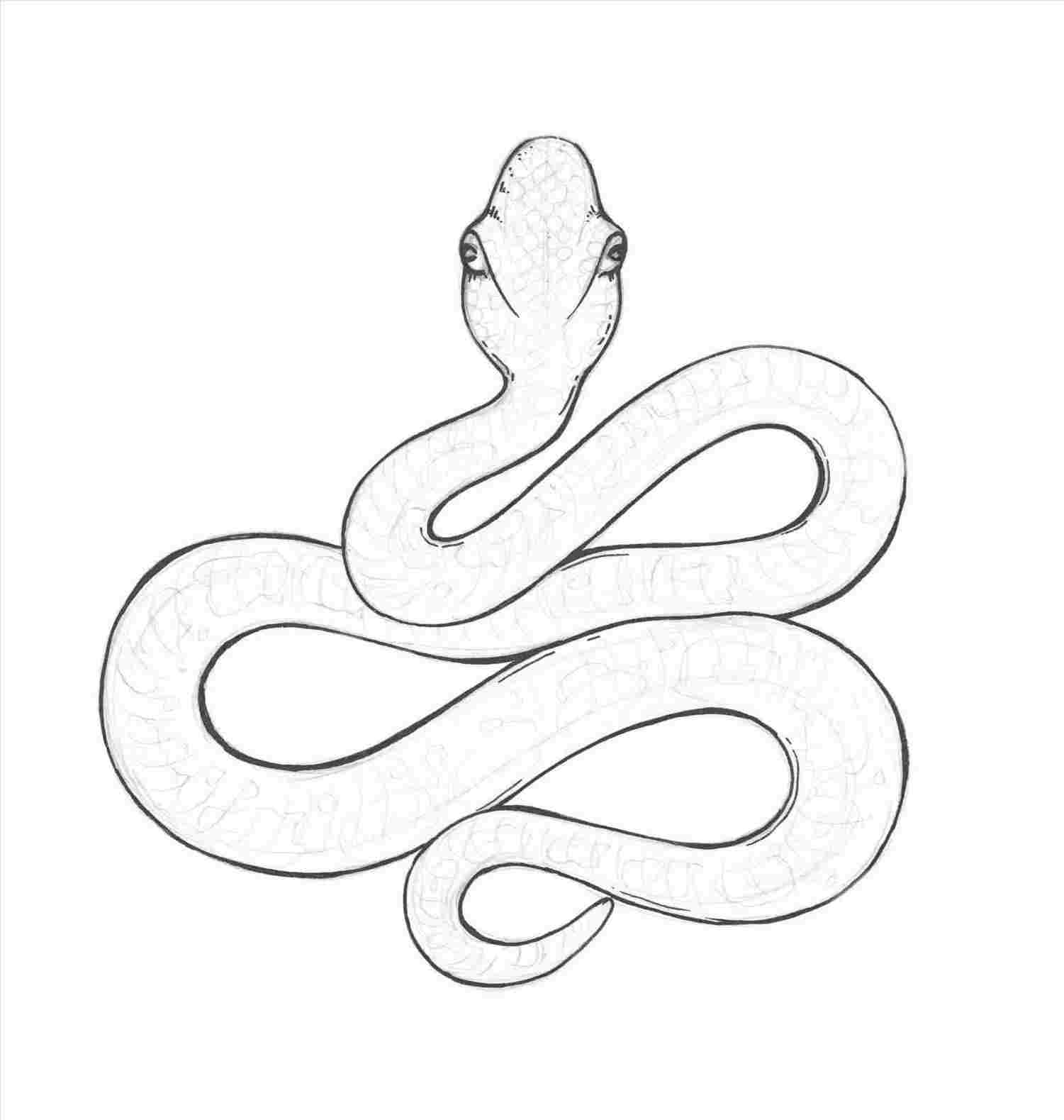 Simple Snake Drawing at Explore collection of