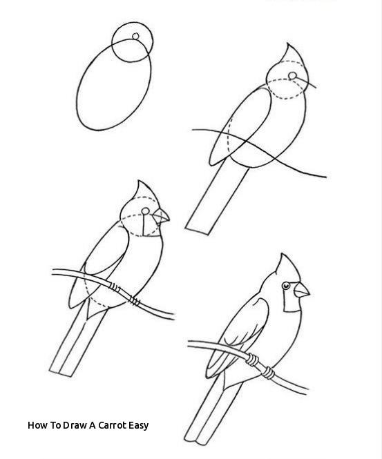 553x665 How To Draw A Carrot Easy Simple Sparrow Drawing - Simple Sparrow Drawing