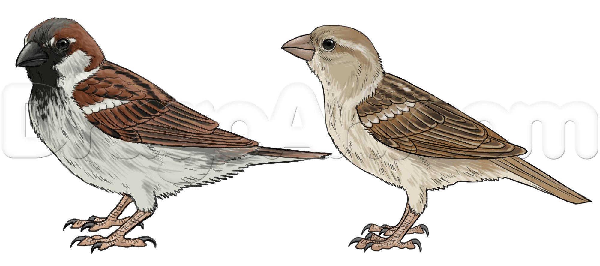 2000x887 How To Draw Sparrows, Step - Simple Sparrow Drawing