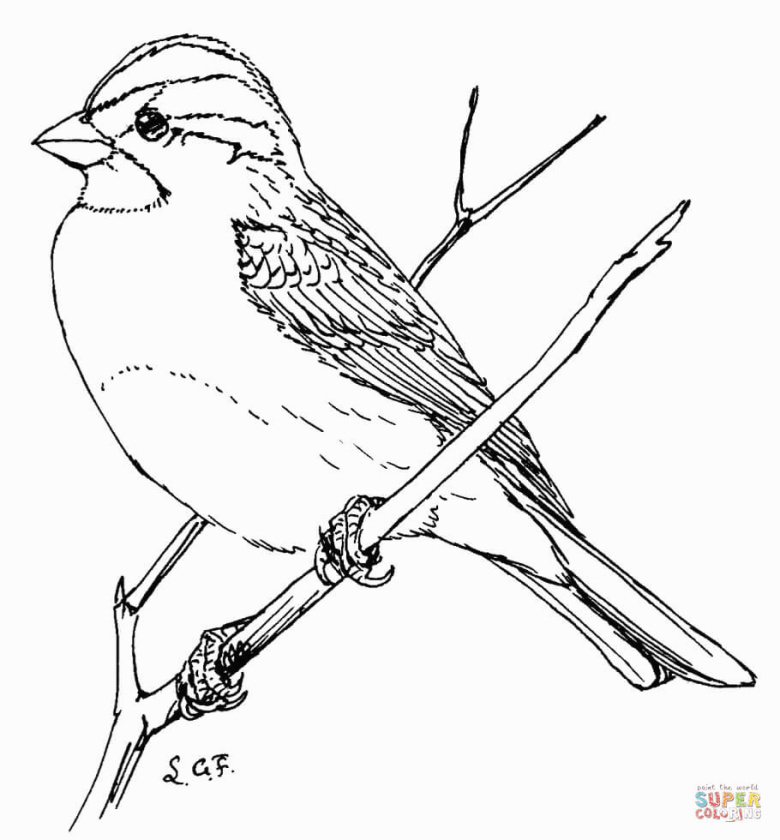 780x840 Best Of Simple Sparrow Drawing - Simple Sparrow Drawing