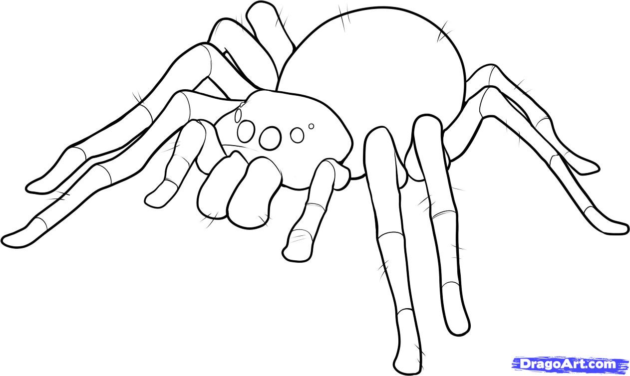 1262x754 How To Draw An Easy Spider, Step - Simple Spider Drawing