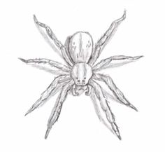 236x217 Draw A Spider Drawing Tutorials Step - Simple Spider Drawing