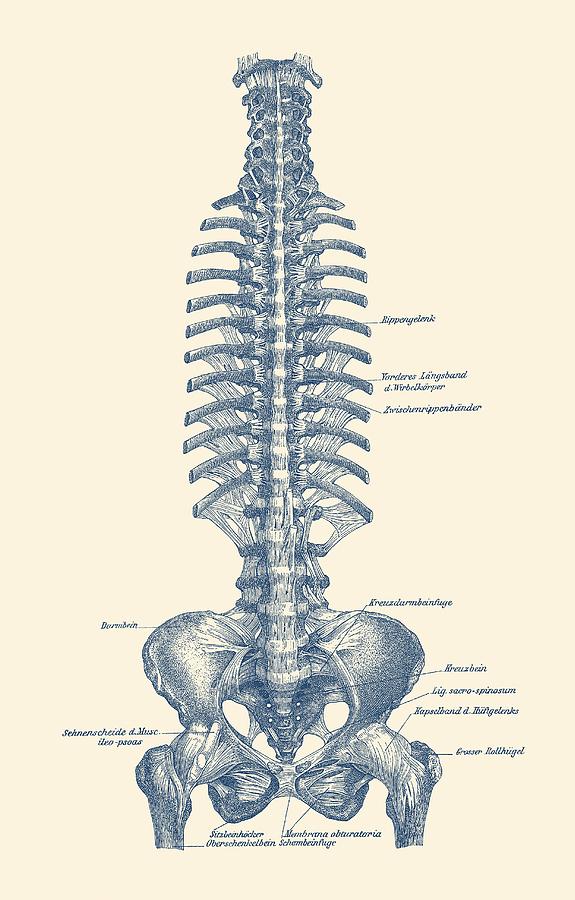 575x900 human spine and pelvis - Simple Spine Drawing