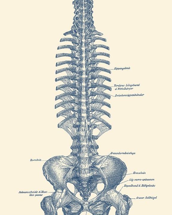 575x718 human spine and pelvis - Simple Spine Drawing