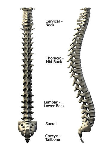 Simple Spine Drawing at PaintingValley.com | Explore collection of ...