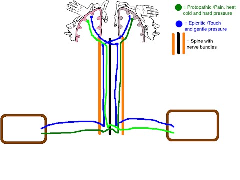 480x360 keep it simple - Simple Spine Drawing