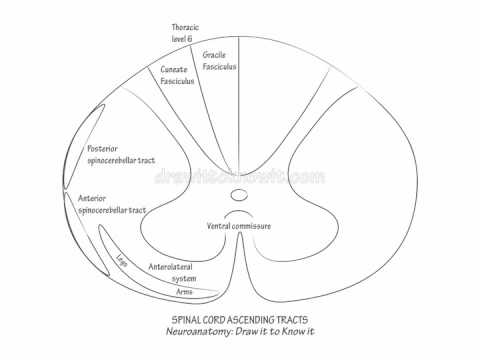480x360 spinal cord ascending tracts - Simple Spine Drawing