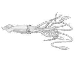 250x193 How To Draw A Squid - Simple Squid Drawing
