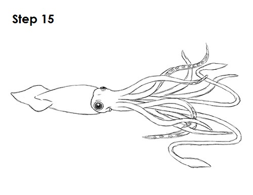 500x386 Easy Squid Drawing - Simple Squid Drawing