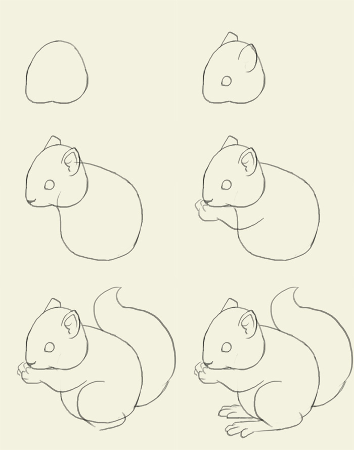 700x889 How To Draw Squirrel - Simple Squirrel Drawing