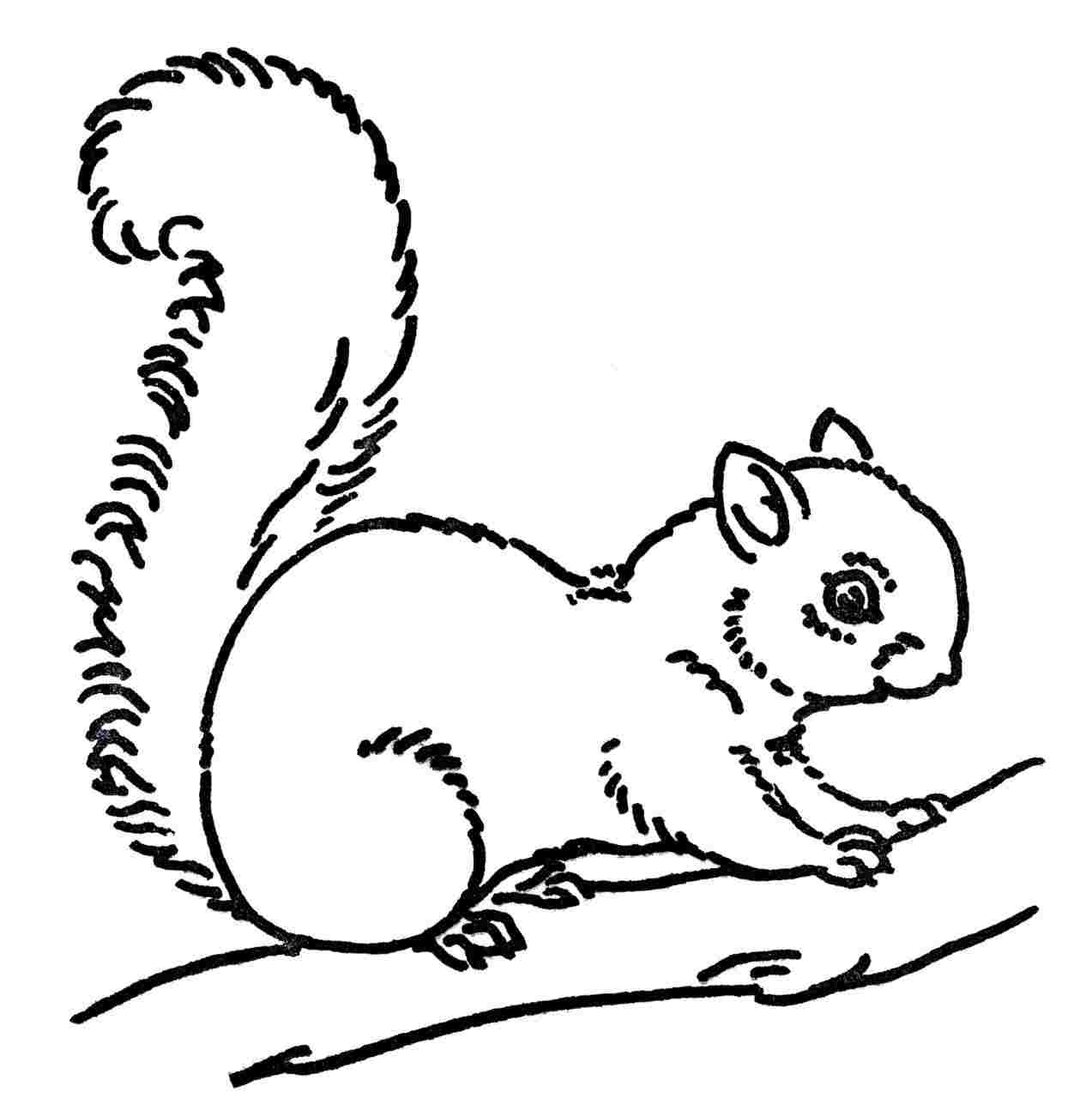 Simple Squirrel Drawing at Explore collection of